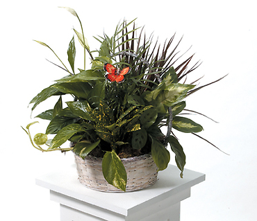 Live Green Plants Dish Garden