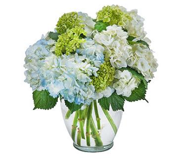Heavenly Hydrangeas
