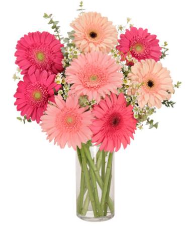 Gerbera Delight