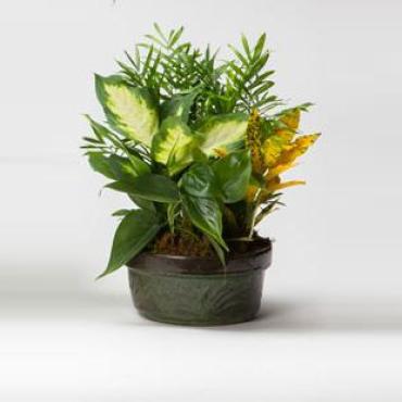 Live Green Plants Dish Garden
