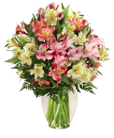 Alluring Alstroemeria Lilies